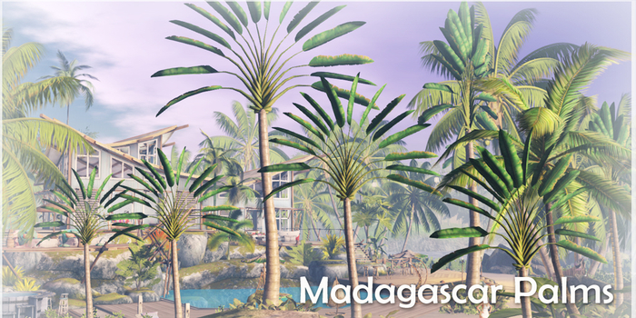 EV Madagascar Palms