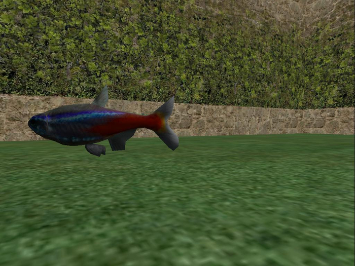 fish neon tetra