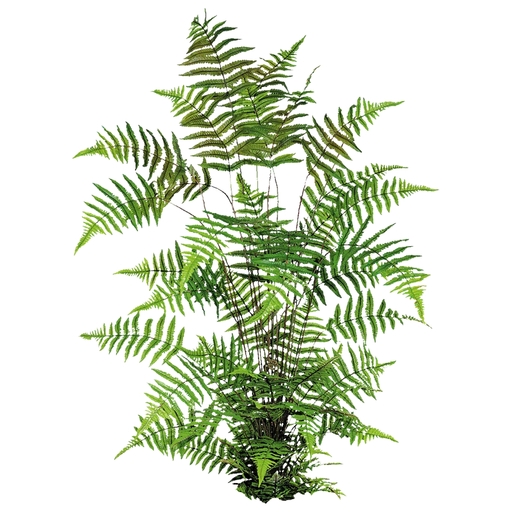 KMR-Fern003 ( helecho003)