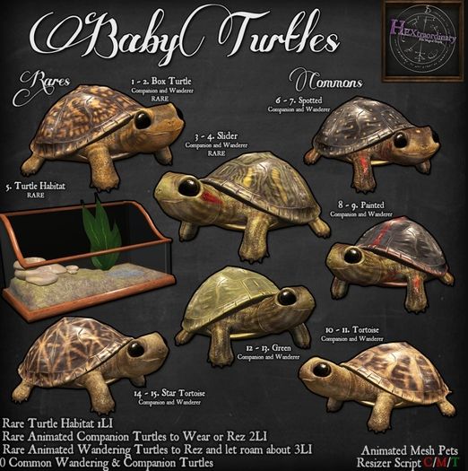 8. *HEXtraordinary* Baby Painted Turtle Companion