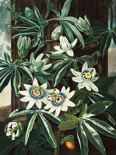 The Passiflora Cerulea  Banner 1 prim 1 LI