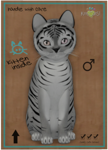 KittyCatS Box - Tiger! - Shadow