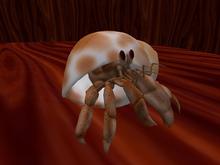 TM Walking Hermit Crab for Uneven SL Ground (Say go or home)