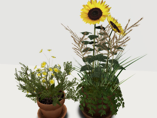 [AE] Garden Store (boxed) - Sunflower Terracotta  Set