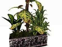 [AE[ Garden Center- Tropical Planter 2B