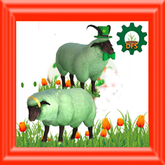 DFS SP Sheep - Female & Male 2019