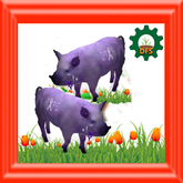 DFS FF Boar  & Sow  2019
