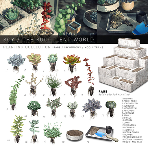 Soy. The Succulent World - 2.Peach Pride - boxed