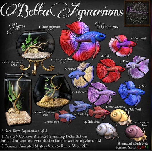 6. *HEXtraordinary* Male Betta - Ruby