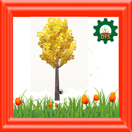 DFS Tree - Mother's Day Forever Maple (sap) (FSB #25)