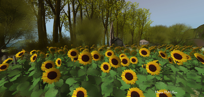A YELLOW FIELD