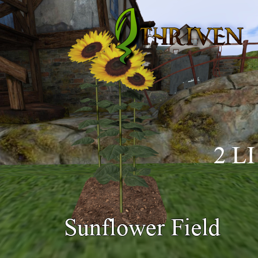 TRP Farm Sunflower Field