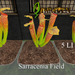 Sarracenia%20field