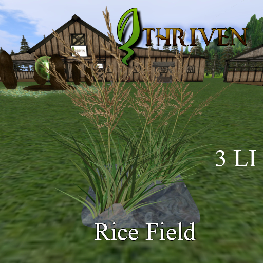 ThrivenRP Rice Field