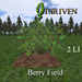 Berry