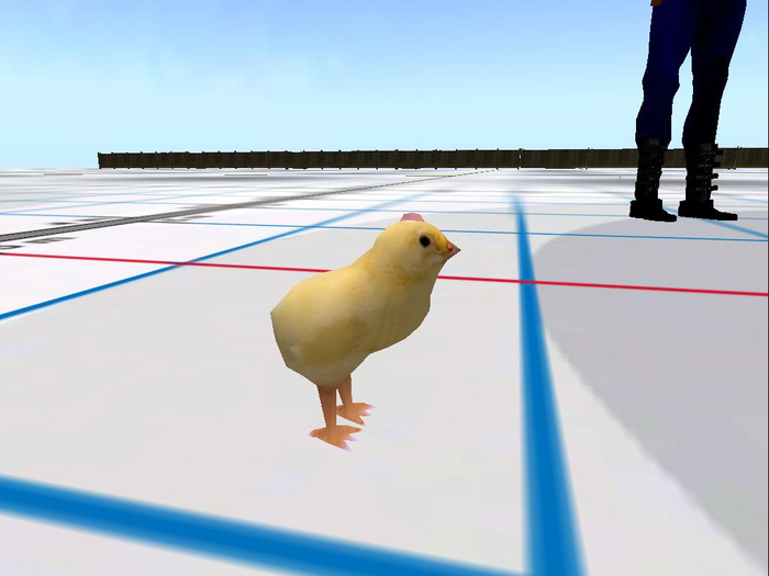 chicken chick- pollito