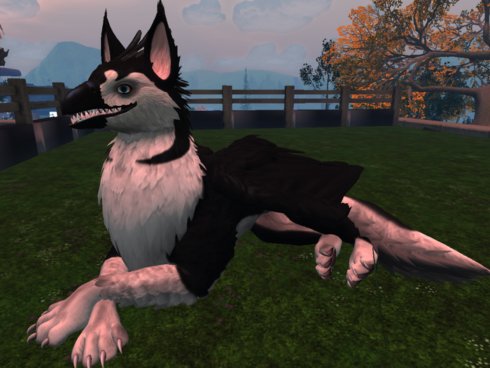 NM's Junk & Stuff Husky Griff