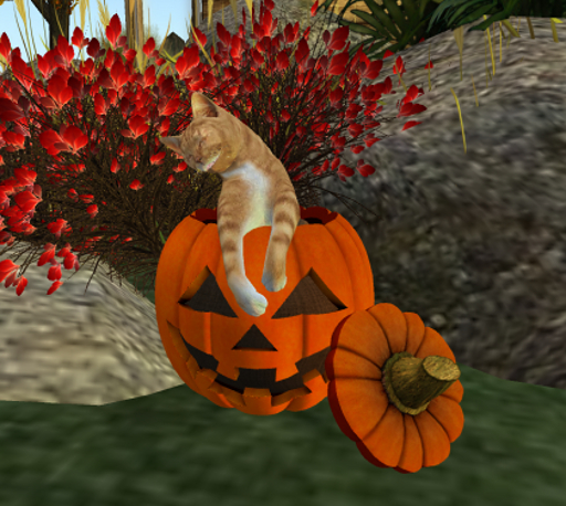 **JPK Inemuri-Neko (Pumpkin)