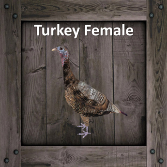 Second Life Marketplace - DFS Turkey Female (Texture)