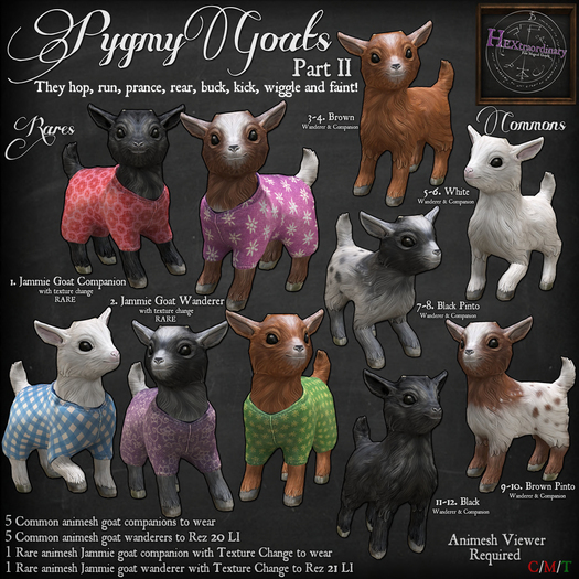 6. *HEXtraordinary* Pygmy Goat Companion - White