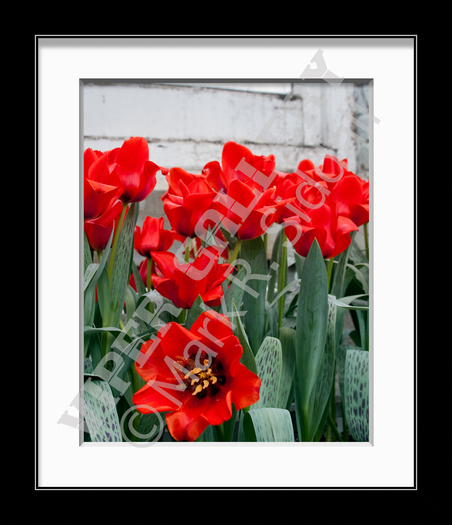 Red Tulips