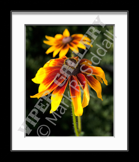 Field Daisy