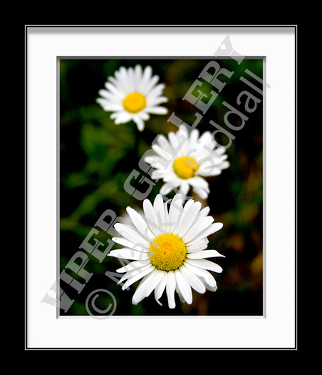 Daisies