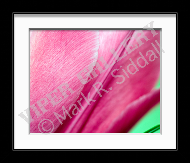Pink Tulip