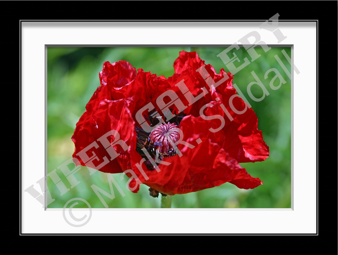 Poppy