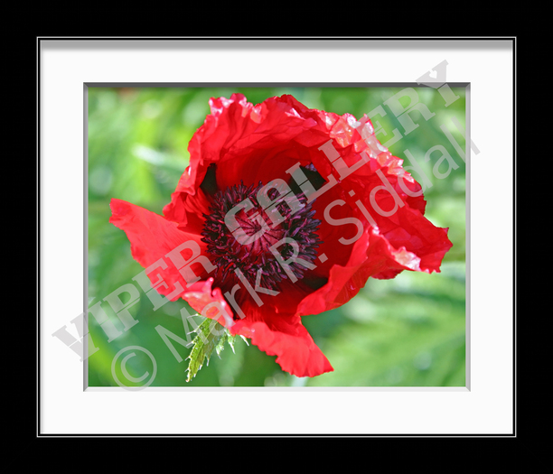 Poppy 2