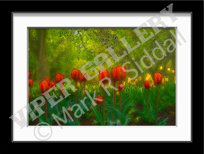 Tulips