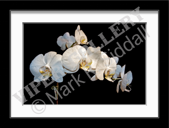White Phaleonopsis