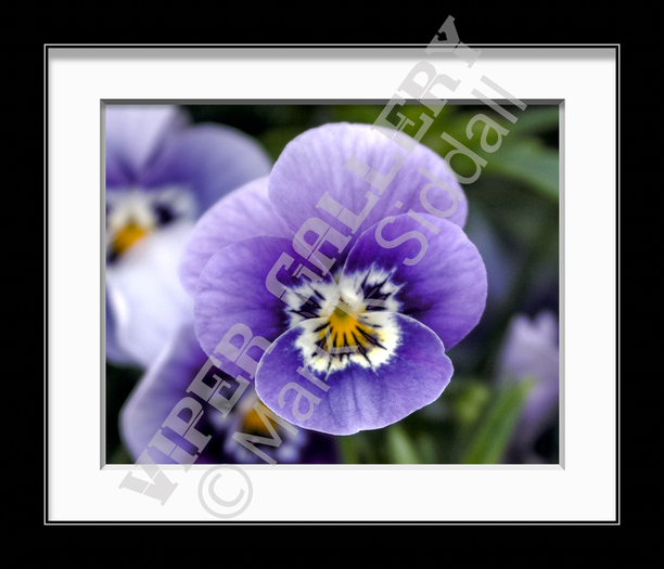 Purple Pansy