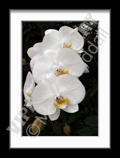 White Orchid