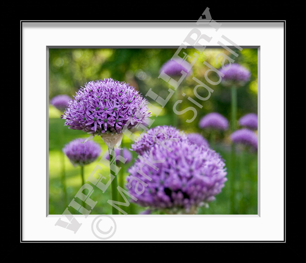 Anise