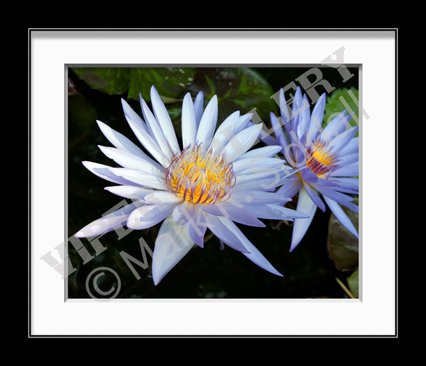 Blue Waterlily 2