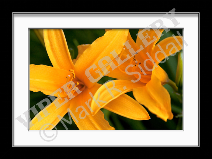 Yellow Lily