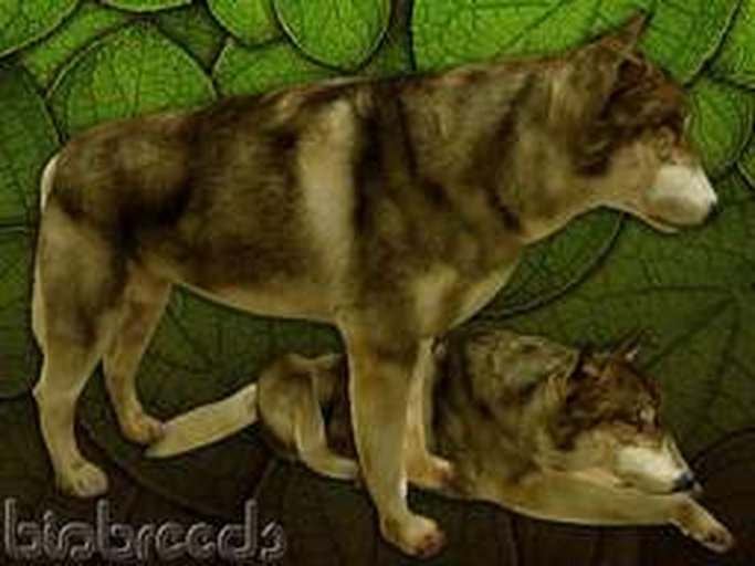 BB Wolf Box
