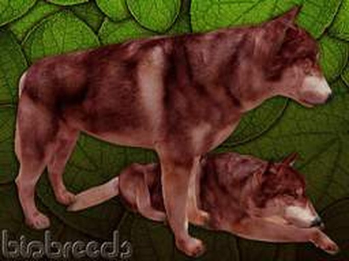 BB Wolf Box - Red - Female