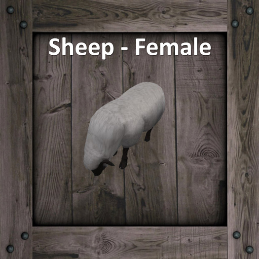 DFS Sheep - Female (Texture)
