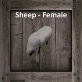 DFS Sheep - Female (Texture)