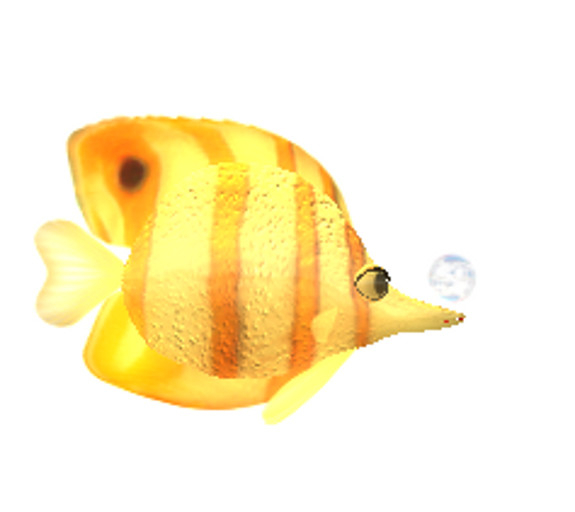 (7S) Rare Fish: Gold Banded Fish