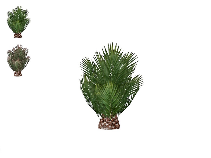 Groot9 Plant Bor FULL PERM 