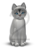 KittyCatS Box - 9T-F Aby Black Silver - Normal - Twinkle/Frisky