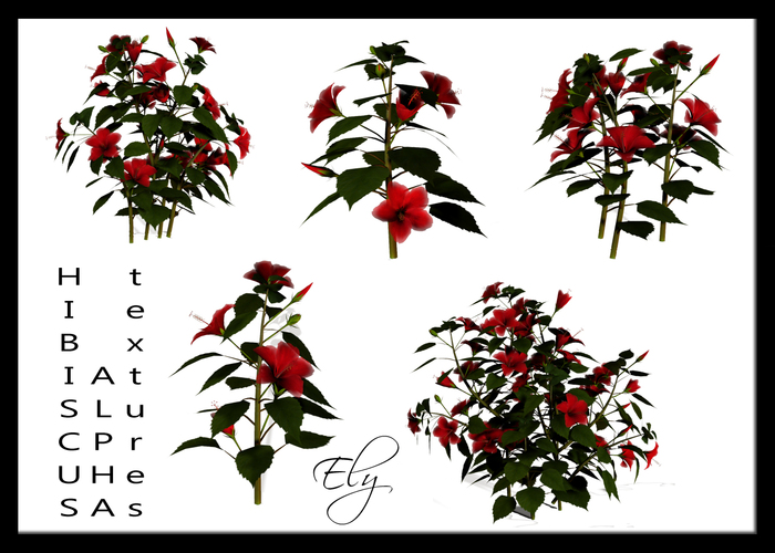 [EH] Hibiscus plant&flower textures boxed