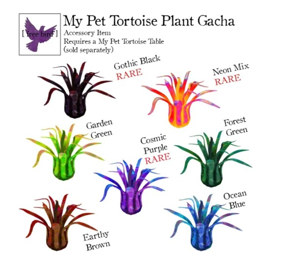 [ free bird ] My Pet Tortoise Table Plant - Neon Mix RARE