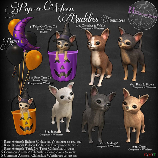 13. *HEXtraordinary* Cream Chihuahua Wanderer