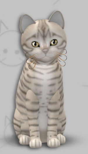 KittyCatS Box - Toyger Snow/6T/Male/Galaxy Star