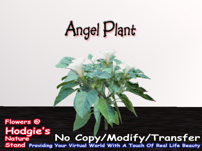 Angel Plant (One Prim Sculpty Plant)