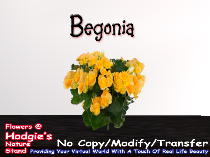 Begonia (Tublar)(Yellow) One Prim Plant